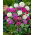 Primula denticulata, Drumstick Primula - Mix - Seedlings - Giga Pack! - 50 pcs.