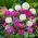 Primevère (Primula denticulata) - «Mix» - plantules - Grand paquet - 10 unités