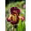 Giaggiolo, Iris germanica „Provencal”