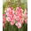 Gladiolus - Gladiolus 'Cherry Candy' - kæmpepakke - 250 stk