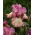 Trädgårdsiris 'Returning Rose' - 1 st