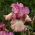 Trädgårdsiris 'Returning Rose' - 1 st