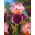 Iris 'Wine and Roses' - Large Pack! - 10 pcs.