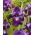 Giaggiolo, Iris germanica „Winner's Circle”