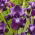 Giaggiolo, Iris germanica „Winner's Circle”