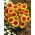 Gaillardia, Kokardenblume 'Kobold' - Setzlinge - Großpackung! - 10 Stk.
