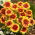 Gaillardia, Kokardenblume 'Kobold' - Setzlinge - Großpackung! - 10 Stk.