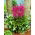 Astilbe „Elisabeth van Veen” - porpora-rosa