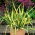 Yucca filamentosa „Color Guard” - 1 unitate