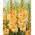 Gladiolus 'Arcadia' - Giga Pack! - 250 pcs.