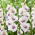 Gladiolus 'Aviol' - jätteförpackning - 250 st