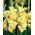Gladiolus, Gladiole, Schwertblume 'Buggy' - 5 Stk.