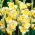 Gladiolus, Gladiole, Schwertblume 'Buggy' - 5 Stk.