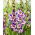 Gladiole „Circus Color” - Pachet mare - 50 unități