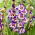 Gladiole „Circus Color” - Pachet mare - 50 unități