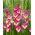 Gladiolus 'Extravert' - 5 pcs.
