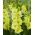 Gladiolus 'Kio' - Large Pack! - 50 pcs.