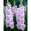 Gladiolus, Kardvirág 'Orleans' - 5 db.