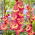 Gladiolus 'Ron Park' - 5 st