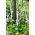 Vingerhoedskruid (Digitalis purpurea) 'Pam's Choice' - megapakket - 50 planten