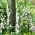 Vingerhoedskruid (Digitalis purpurea) 'Pam's Choice' - megapakket - 50 planten