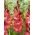 Gladiolus 'Indian Summer' - Giga Pack! - 250 pcs.