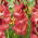 Gladiolus 'Indian Summer' - Giga Pack! - 250 pcs.