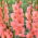 Gladiolus 'Sugar Babe' - 5 pcs.