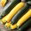 Courgette, Zucchini - a selection of varieties - 100 g - Diverse Colours & Flavours - Fresh Seeds
