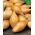 Scalogno francese „Zebrune” - 10 kg