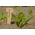 Eco-friendly wooden plant labels - 20 pieces