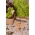Eco-friendly wooden plant labels - 20 pieces