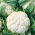 Kembang kol putih "Delta" - untuk penanaman musim bunga, musim panas dan musim gugur - 270 biji - Brassica oleracea L. var.botrytis L. - benih
