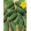Kurkku - Alhambra F1 - Cucumis sativus - siemenet