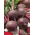Kumbang merah "Bona" - Beta vulgaris - benih