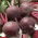 Kumbang merah "Bona" - Beta vulgaris - benih