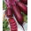 Beetroot - Alexis - Cylindrical Crimson Roots Ideal for Preserves - Fresh Seeds
