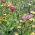 Flower Mix - Voor drogere plekken - 