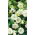 Glockenrebe - Weiß - Cobaea scandens - Schneller Kletterer, erreicht bis zu 10 Meter - Samen