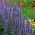 Agastaché - Agastache mexicana - Flores fragantes, adoradas por las mariposas - Semillas frescas