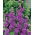 Hollyhock - Violet - Alcea rosea - Majestic Purple Spikes, Reaches 2.5 Metres - Fresh Seeds