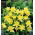 Guldakleja - Aquilegia chrysantha - Strålande sommarblommor, ren gyllene elegans - Färska frön