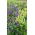 Anice menta messicana - Agastache mexicana - Aroma di menta, punte viola sorprendenti - Semi Freschi