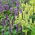 Anice menta messicana - Agastache mexicana - Aroma di menta, punte viola sorprendenti - Semi Freschi