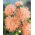 Aster - Needle - Salmon - Callistephus chinensis - Soft Salmon, Perfect for Displays - Fresh Seeds