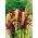 Amaranth - Kaleidoscope of Colors - Mixed - Amaranthus - Spectacular Panicles and Fluffy Spikes - Fresh Seeds