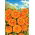 Pot marigold "Geisha Girl" - 108 biji - Calendula officinalis