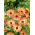 Souci officinal - Sunset Buff - Calendula officinalis - Teintes abricot, beauté semi-double - Graines fraîches