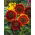Sunflower - Evening Sun - Helianthus annuus - 100 g - Deepest orange, longest-lasting floral texture - Fresh Seeds