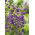 Mariaklocka - blå - Campanula medium - Tvåårig blomning för rabatter och buketter - Färska frön